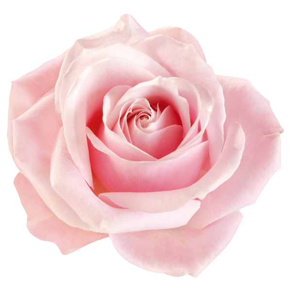 ROSES ROSES